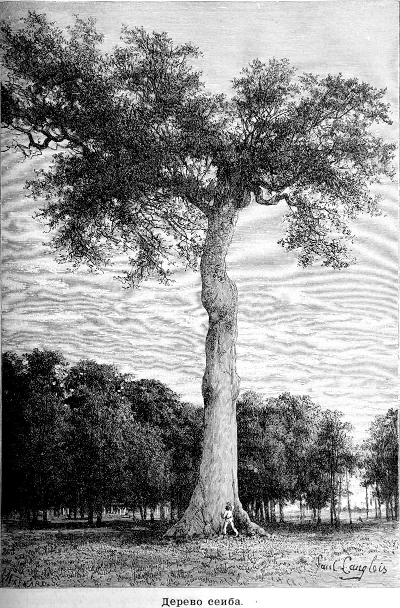 369 Дерево сеиба